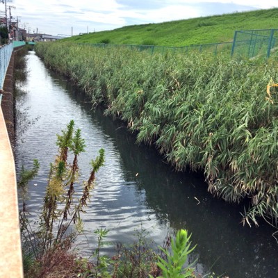 高谷川の草刈り1