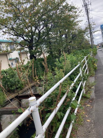 市場脇の河川草刈り1