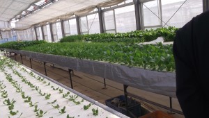 千葉大学植物工場視察2