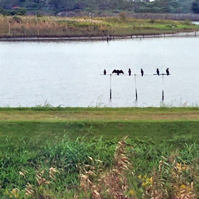 市川市行徳野鳥観察舎1