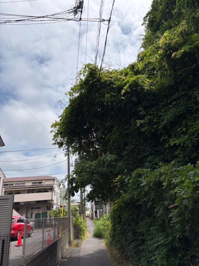 原木地域、民地から樹木が繁茂1