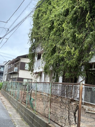 原木地域、民地から樹木が繁茂3