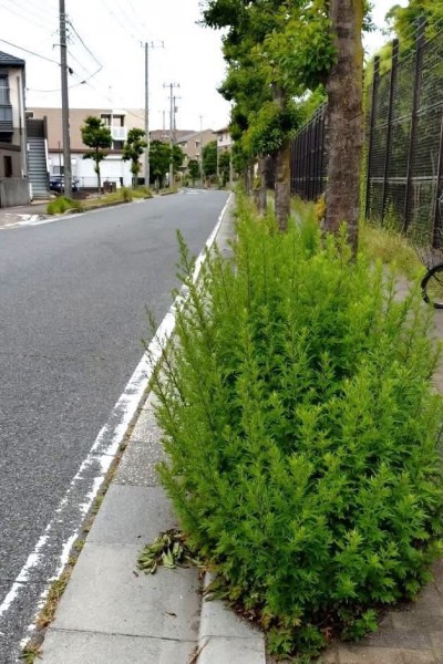 妙典2丁目歩道部の草刈り1