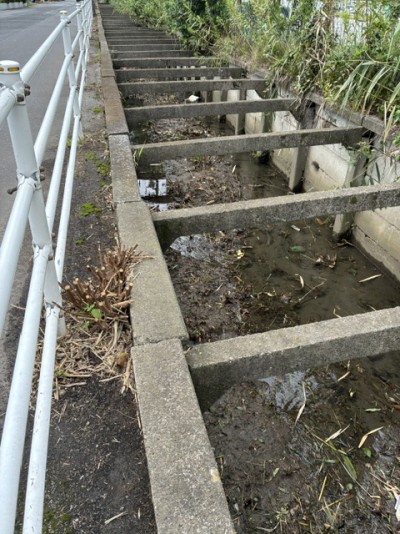 市川市場脇の水路草刈り